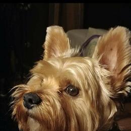 Purebred Male Yorkshire Terrier, 7 Years Old, Great with Kids and Pets in Seattle, wa