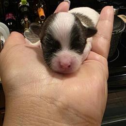 Mal-Shi Puppies Ready for New Homes in Littleton, nc