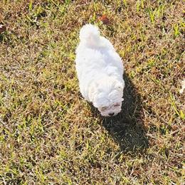 Mal-Shi Puppies - 3 Males Available in Littleton, nc