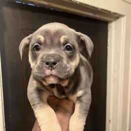 Bully Puppies - 7 Weeks Old, Up to Date on Shots in Detroit, mi