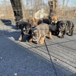 American Bully Puppy ABKC Registered - 6 Weeks Old in Detroit, mi