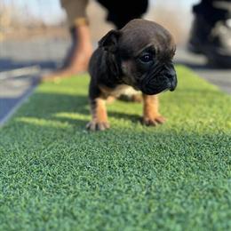 American Bully Puppies for Sale Starting at $1000 in Detroit, mi