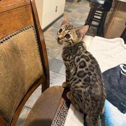 Bengal Kittens Ready for New Homes in Howell, mi
