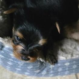 Shorkie Puppies Ready in a Week in Fargo, nd