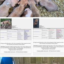 American Pit Bull Terrier Puppies from Jl3 Kennels in Novi, mi