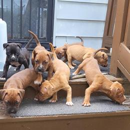 American Pit Bull Puppies Available in Novi, mi