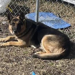 German Shepherd Puppy for Sale in Greenville, nc
