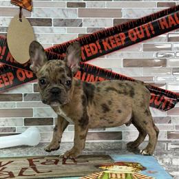 French Bulldogs Available in Merle and Blue Coats in Pasadena, tx