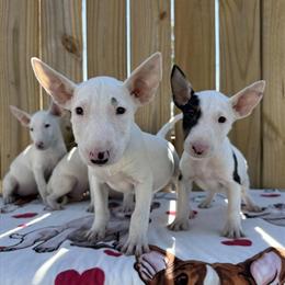 Bull Terrier Puppies for Sale in Houston in Pasadena, tx