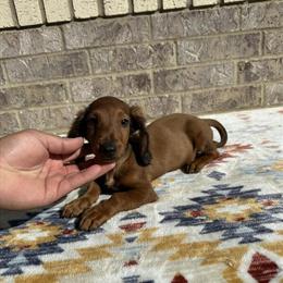 Mini Dachshund Puppies Available in Houston, Texas in Pasadena, tx