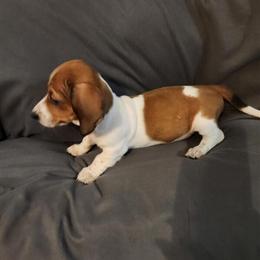 Dachshund Puppies Available - 7 Weeks Old in Elkton, va