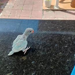 Indian Ringneck Parrots for Sale in Miami, fl