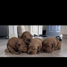 Golden Retriever Puppies Ready April 20 in Greenville, oh