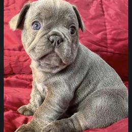 French Bulldog Puppies Available in Las Vegas, nv