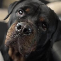 Rottweiler Chyna Looking for a Loving Home in Atlanta, ga