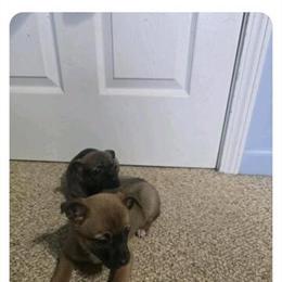 Labrador Retriever Mixed Puppies Available in Tecumseh, mi