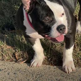 Micro stud searching for breeding opportunities in Durham, nc