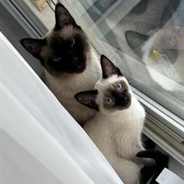 Tica Registered Siamese Kitten in Brighton, mi