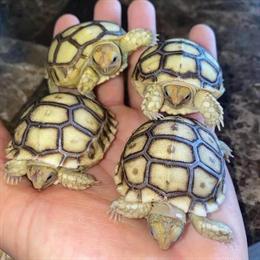 Sulcata Tortoise Babies for $100 Each in Cypress, tx
