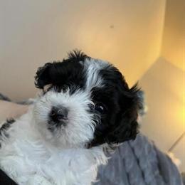 Havanese Puppies Ready for New Homes in Schaumburg, il