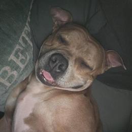 American Bully Female, 3 Years Old, $500 OBO in Roanoke, va