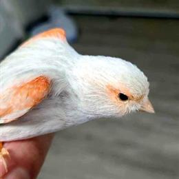 Red Mosaic Canaries for Sale - Quality Birds from Northwest Canaries in Bonners Ferry, id