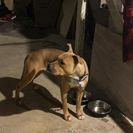 American Pitbull Terrier, 1 Year Old Female Looking for a New Home in Reading, pa