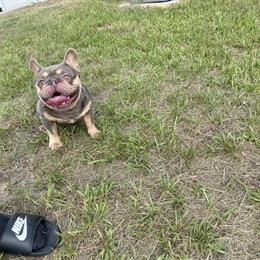 Lilac Tan French Bulldog with Choc and Cream for Sale in Orlando, fl