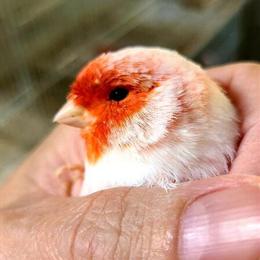 Canaries Red Mosaic Mutations for 2026 in Bonners Ferry, id