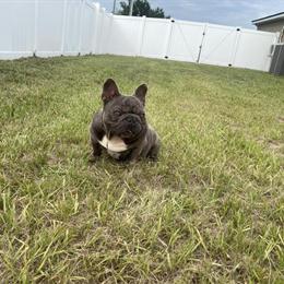 Valor Blood Stud Available for Breeding in Orlando, fl