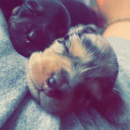 Mini Dachshund - Black and Cream Female Ready December 7th in Troy, oh
