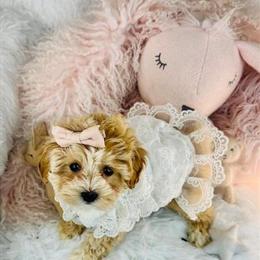 Cavapoo Puppies Available for Adoption in Miami, fl
