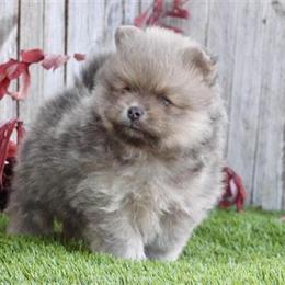 Pomeranian Puppies for Adoption in Miami, fl