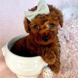Teacup Poodle Puppies Available in Miami, fl
