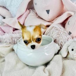 Maltese, Yorkies, Chihuahuas, Pomeranians, Teacup Poodles, Morkies and Designer Breeds Available in Miami, fl