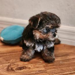 Yorkshire Terrier Puppy for Sale in Ocala, fl