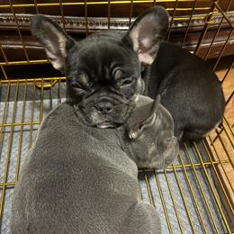 French Bulldogs for Sale - Healthy and Well-Socialized in Hartsville, sc