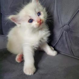 Ragdoll Kittens Available - TICA Registered in Fort Lauderdale in Fort Lauderdale, fl