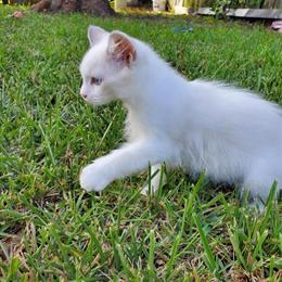Ragdoll Kittens Available for Reservation in Fort Lauderdale in Fort Lauderdale, fl