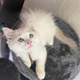 Blue Ragdoll Kitten Ready for Forever Home in Fort Lauderdale, fl