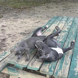 American Bully Puppies for Sale in Waldorf, md