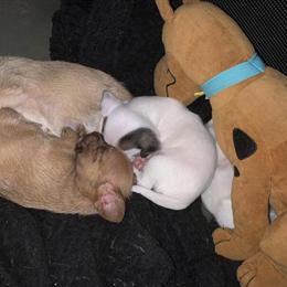 Chihuahua Puppies Needing a Forever Home in Yakima, wa