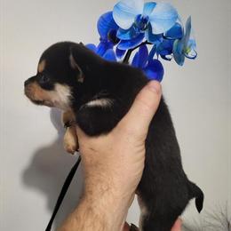 Chihuahua Puppies Looking for Loving Homes in Tiffin, oh
