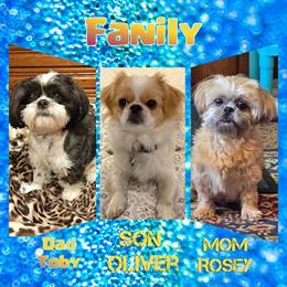 Shih Tzu Puppies Available for Adoption in Clio, mi