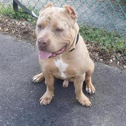 American Bully Lilac Tri Merle Male Available for Stud in Mount Holly, nj