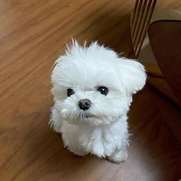 Show Quality Teacup Female Maltese Ready for a New Home in Clermont, fl