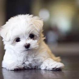 Teacup Female Maltese Puppy Available in Clermont, fl