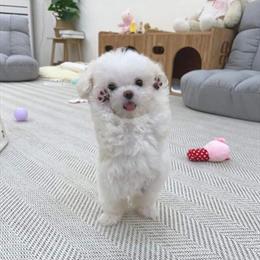 Healthy Male Maltese Puppy Available in Clermont, fl