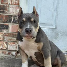 American Bully Pocket Bully Available in College Station, tx