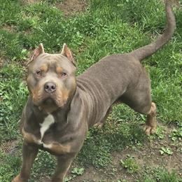 American Bully Puppies Available for Forever Homes in Lehighton, pa
